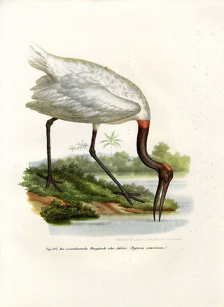 American Wood Ibis, 1864 (colour litho)