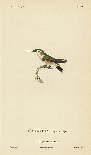 Amethyst woodstar, Calliphlox amethystina (Ornismya amethistina). Juvenile. Handcolored steel engraving by Coutant after an illustration by Jean-Gabriel Pretre from Rene Primevere Lesson's Natural History of the Colibri Genus of Hummingbirds