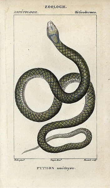 Amethystine or scrub python, amethyst python, Morelia amethistina. Handcoloured copperplate stipple engraving from Jussieu's ' Dictionary of Natural Sciences' 1816-1830