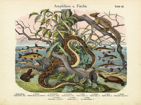 Amphibians and Fishes, c. 1860 (colour litho)
