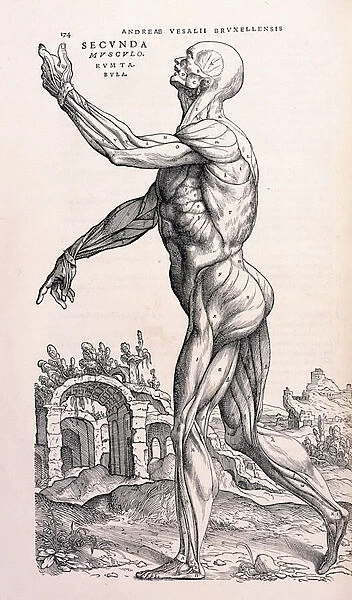 An Anatomical Illustration of the Human Muscular System