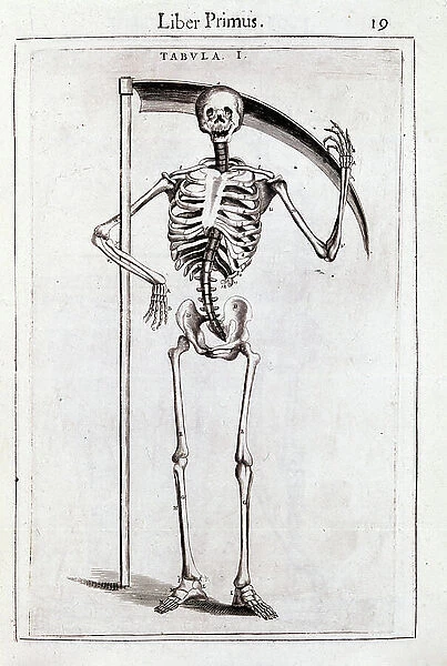 Anatomical plate in ' De anatome corporis humani' by Guido Guidi (Vidus Vidius) (1509-1569) Italian surgeon and anatomist, end of the 17th century edition