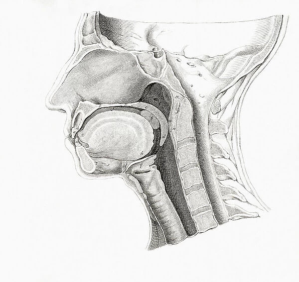 Anatomical section of the head