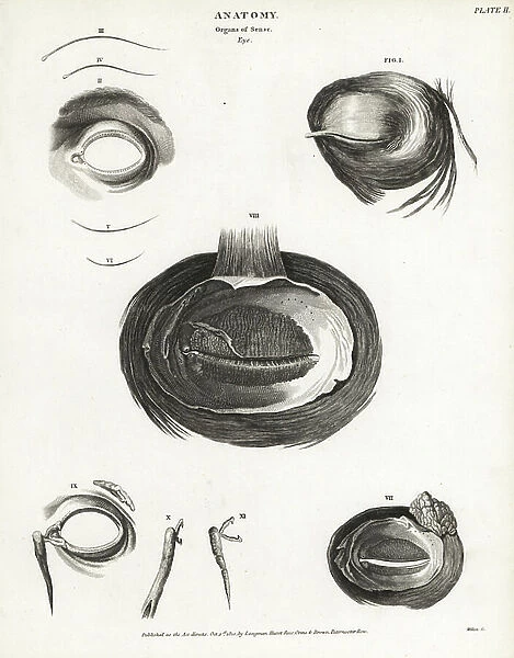 Anatomy of the human eye, showing musculature, tear duct, etc. Copperplate engraving by Milton from Abraham Rees Cyclopedia or Universal Dictionary of Arts, Sciences and Literature, Longman, Hurst, Rees, Orme and Brown, London, 1820