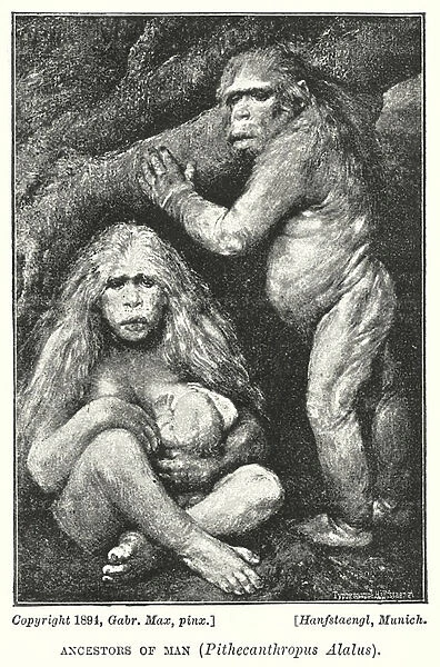 Ancestors of Man, Pithecanthropus Alalus (litho)