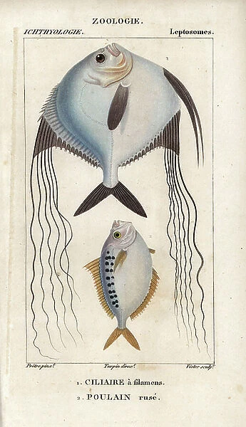 Angelfish?, Ciliare a filamens, and ponyfish, Foal ruse, Leiognathus equulus? Handcoloured copperplate stipple engraving from Jussieu's ' Dictionary of Natural Sciences' 1816-1830
