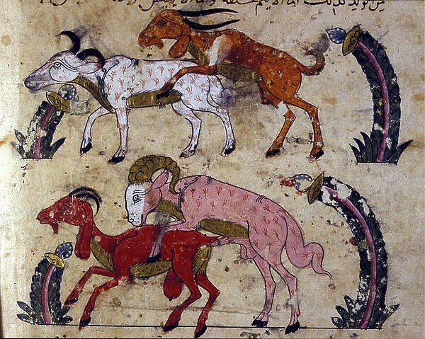 Animal mating. Arabic manuscript from Syria Kitab al-Hayawan (Zoology) The Book of Animals, by Al-Jahiz (Al Gahiz). Half of the 14th century, 15th century