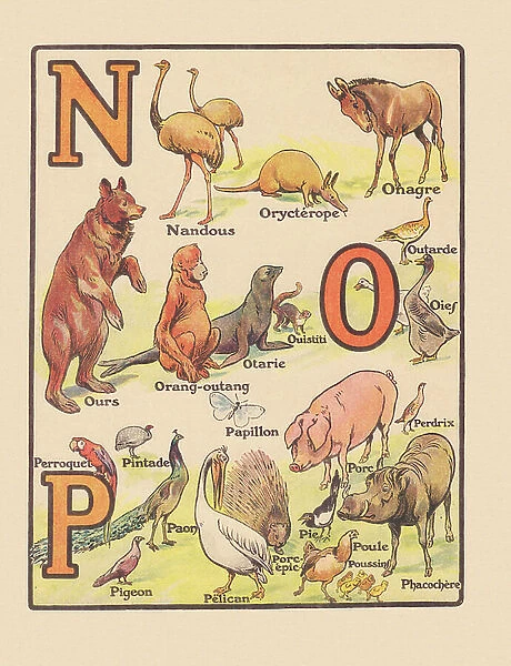 OUR ANIMALS ALPHABET: N O P, 1920 (illustration)