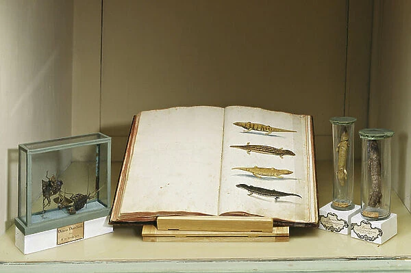 Animals exhibited and the page of Aldrovandi's book explaining the same animals. Musee Ulisse Aldrovandi, office of curiosites at the Palazzo Poggi in Bologna (Bologna) in Italy