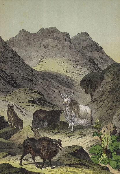 Animals and plants of the Highlands of Tibet (colour litho)