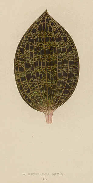Anoectochilus Lowii (chromolitho)
