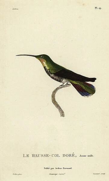 Antillean mango, Anthracothorax dominicus aurulentus (Trochilus aurulentus). Juvenile male. Handcolored steel engraving by Coutant after an illustration by Jean-Gabriel Pretre from Rene Primevere Lesson's Natural History of the Colibri Genus of