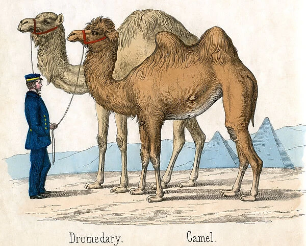 Antique Print of a Camel and Dromedary, 1859 (coloured engraving)