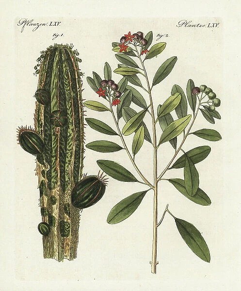 Apothecary's euphorbia, Euphorbia officinalis 1 and white cinnamon, Canella alba 2. Handcoloured copperplate engraving from Bertuch's ' Bilderbuch fur Kinder' (Picture Book for Children), Weimar, 1798