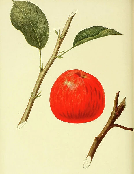 Apple of the Benoni Apple variety, digitally prepared reproduction of a watercolour drawing from 1856