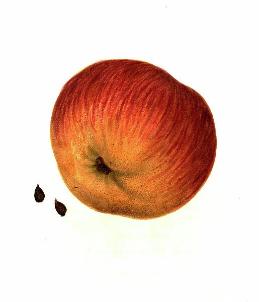 Apple of the Republican Pippin variety, digitally restored reproduction, 19th century