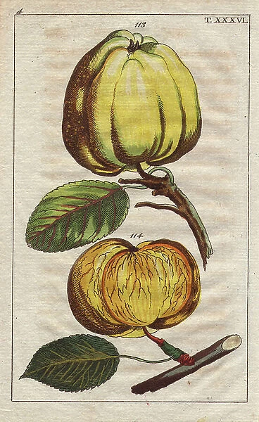 Apple varieties, Malus domestica: winter Calville and summer Calville