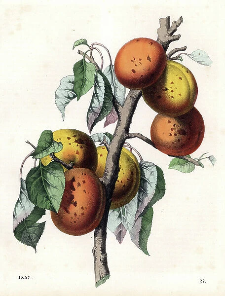 Apricot, Malus armeniaca. Handcoloured lithograph from Carl Hoffmann's Book of the World, Stuttgart, 1857