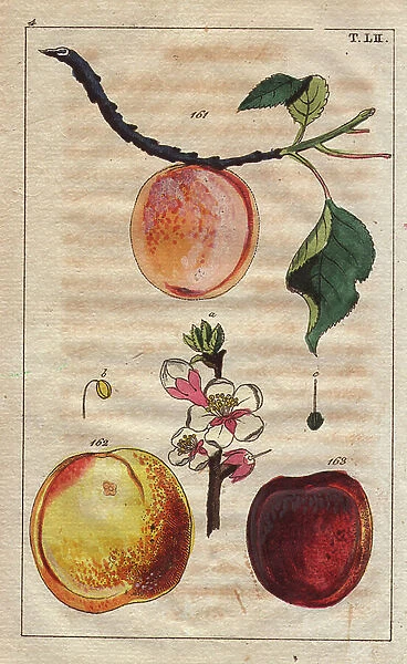 Apricot varieties, Prunus armeniaca: apricot, pineapple apricot and large early apricot