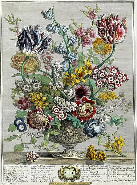 April, from Twelve Months of Flowers, 1730 (colour engraving)