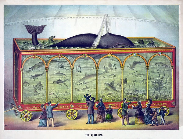 The Aquarium, pub. 1873 (colour litho)