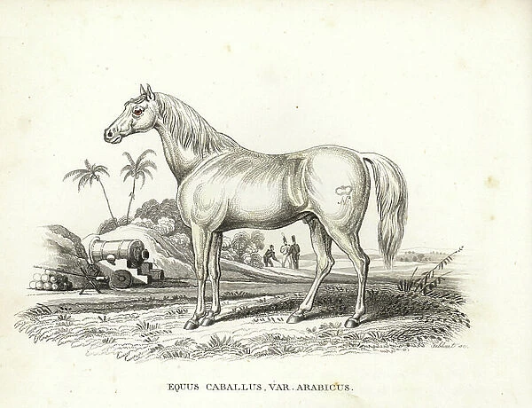 Arabian or Arab horse, Equus caballus var. arabicus. With Napoleon's brand on its flank and French soldiers and cannon in a North African battlefield setting