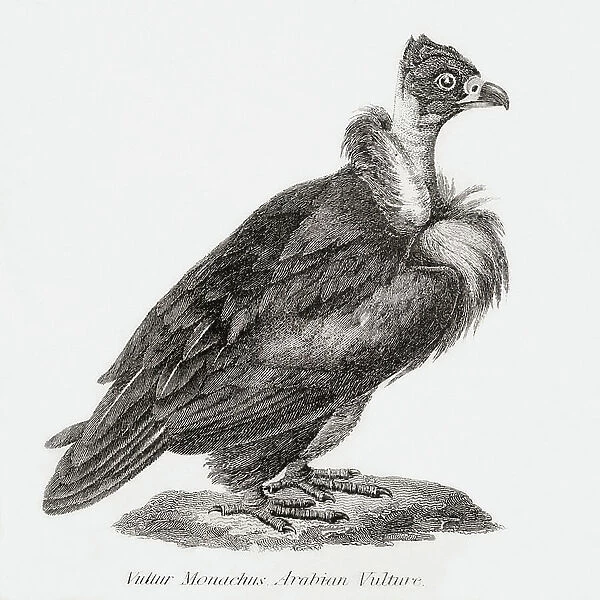 Arabian vulture, aka Lappet-faced vulture or Nubian vulture, from 'The National Encyclopaedia: A Dictionary of Universal Knowledge', published c. 1890 (engraving)