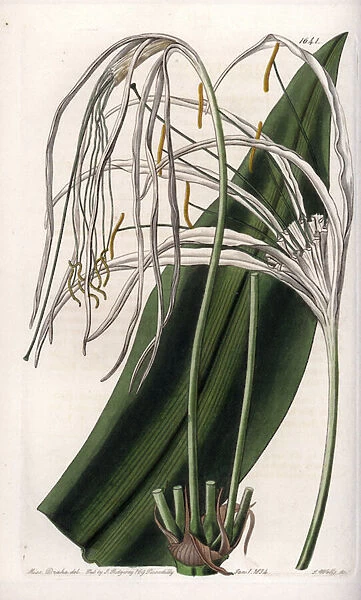 Araignee lily or sea daffodil or sea lily - Plate engraved by S. Watts, from an illustration by Sarah Anne Drake (1803-1857), from the Botanical Register of Sydenham Edwards (1768-1819), England, 1833 - Beach spider lily