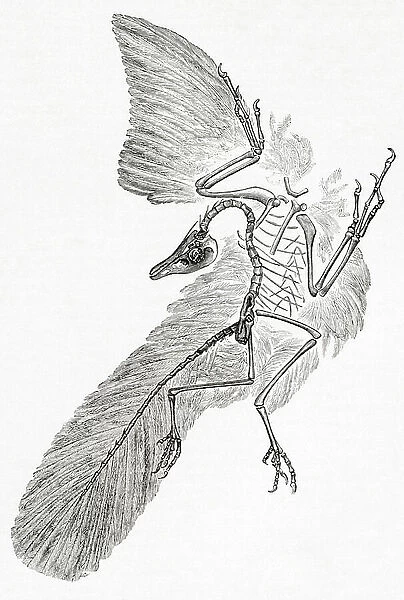 Archaeopteryx, from Meyer's Lexicon, pub. 1927 (print)