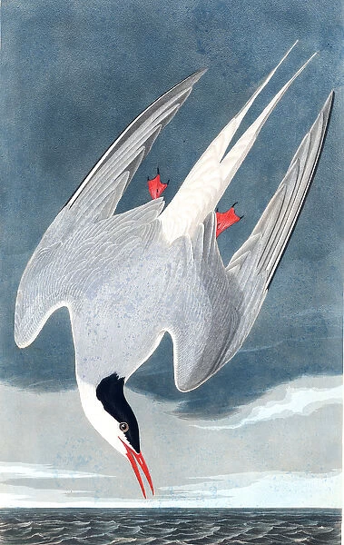 Arctic Tern, Sterna Paradisaea, from 'The Birds of America'by John J