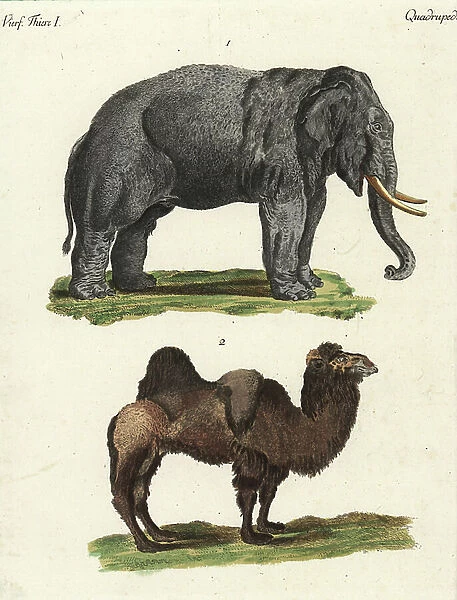 Asian elephant, Elephas maximus, endangered, and Bactrian camel, Camelus bactrianus, critically endangered. Handcoloured copperplate engraving from Bertuch's ' Bilderbuch fur Kinder' (Picture Book for Children), Weimar, 1792