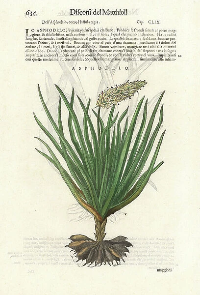 Asphodel, Asphodelus ramosus. Handcoloured woodblock print by Wolfgang Meyerpick after an illustration by Giorgio Liberale from Pietro Andrea Mattioli's Discorsi di P.A