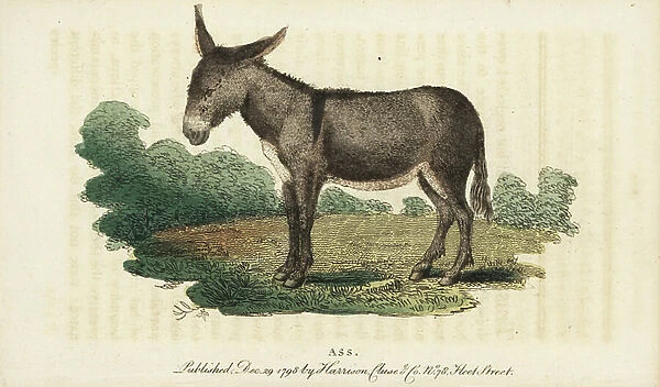 Asse or donkey, Equus africanus asinus. Handcoloured copperplate engraving from ' The Naturalist's Pocket Magazine, ' Harrison, London, 1798