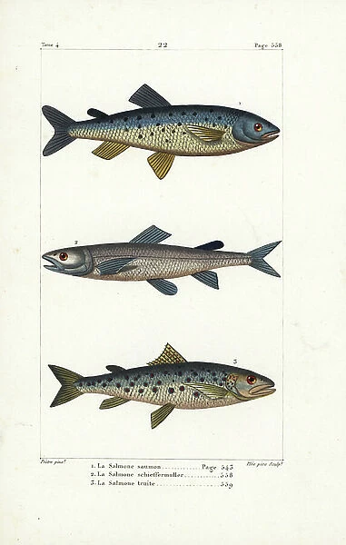 Atlantic salmon, Salmo salar 1, silver salmon, Salmo schiefermuelleri (extinct) 2, and sea trout, Salmo trutta 3. Handcoloured copperplate engraving by Pee Sr
