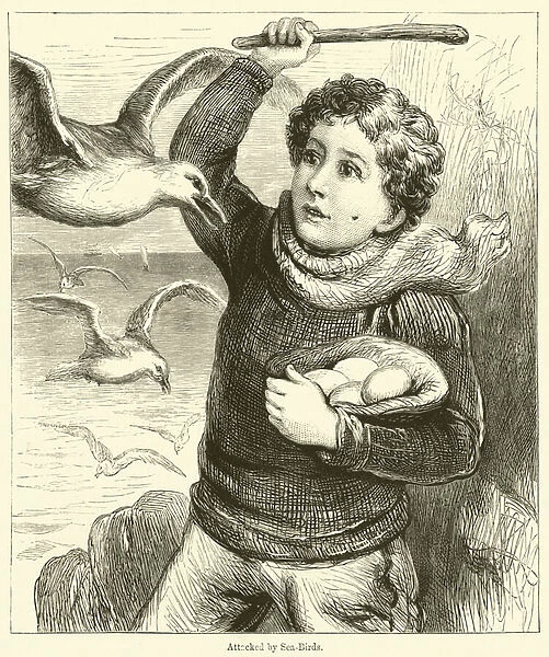 Attacked by Sea-Birds (engraving)