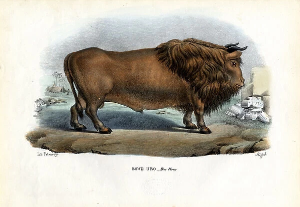 Aurochs, 1863-79 (colour litho)