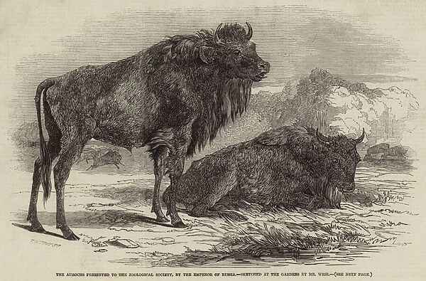 The Aurochs presented to the Zoological Society, by the Emperor of Russia (engraving)