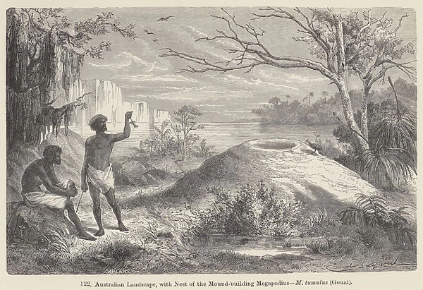 Australian Landscape, with Nest of the Mound-building Megapodius, M tumulus, Gould (engraving)