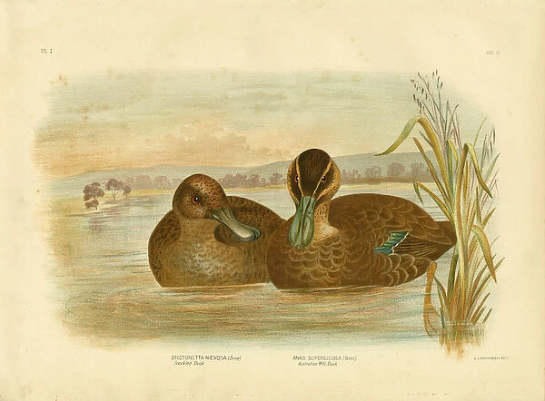 Australian Wild Duck, 1891 (colour litho)