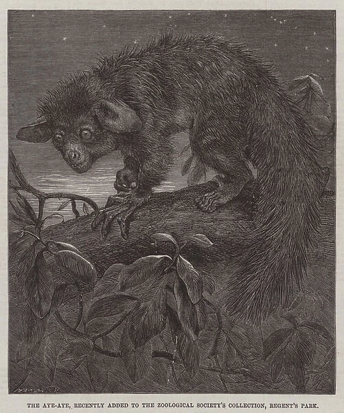 The Aye-Aye, recently added to the Zoological Societys Collection, Regents Park (engraving)