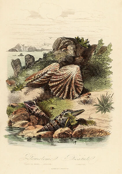 Babylon turrid, Turris babylonia, sea snail, Raphitoma echinata and kittens paws clam, Plicatula gibbosa