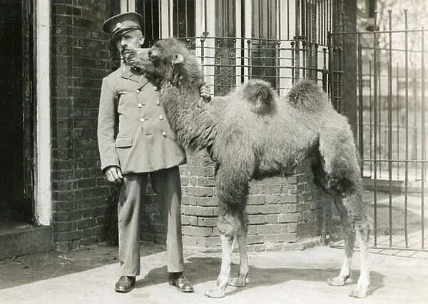 A Bactrian camel calf, with keeper, four weeks after having been born in the menagerie