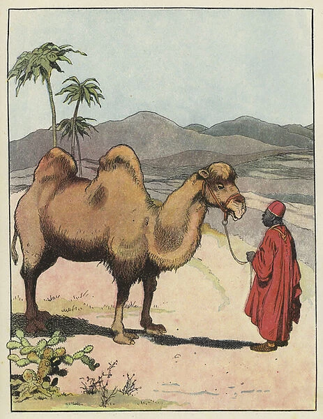 Bactrian camel (colour litho)