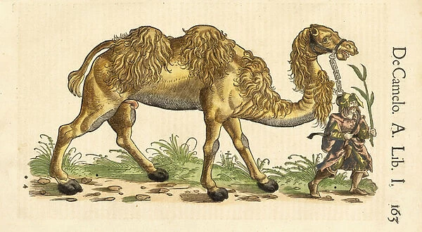 Bactrian Camel from Historiae Animalium, by Conrad Gessner (1516 - 1565), c