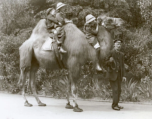 A Bactrian Camel ride with keeper and three children at London Zoo, May 1914 (b  /  w photo)