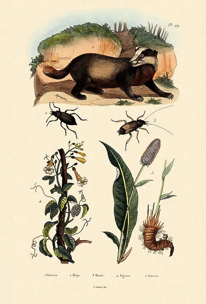 Badger, 1833-39 (coloured engraving)