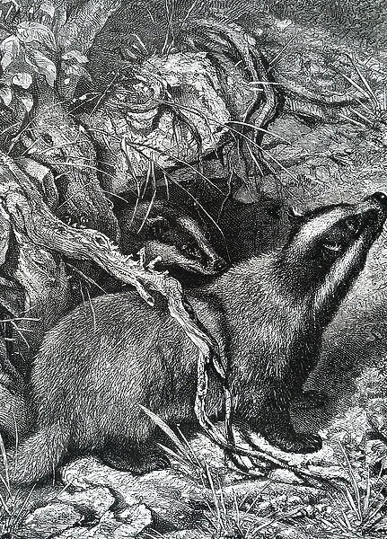 A badger. 5308478 A badger.; (add.info.: Engraving depicting a badger