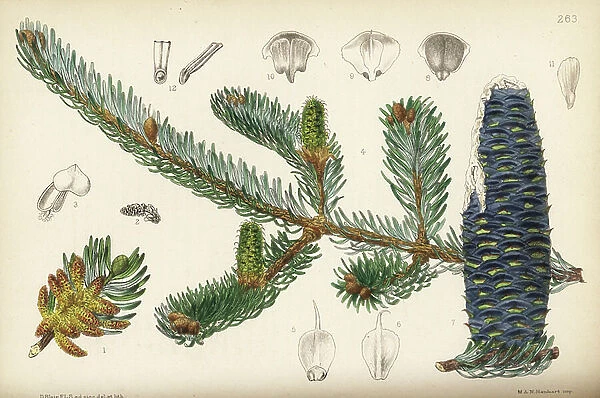 Balsam fir or balm of Gilead fir, Abies balsamea (Pinus balsamea). Handcoloured lithograph by Hanhart after a botanical illustration by David Blair from Robert Bentley and Henry Trimen's Medicinal Plants, London, 1880