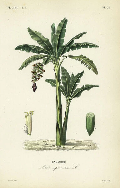 Banana tree, Musa paradisiaca, Musa sapientium, Bananier