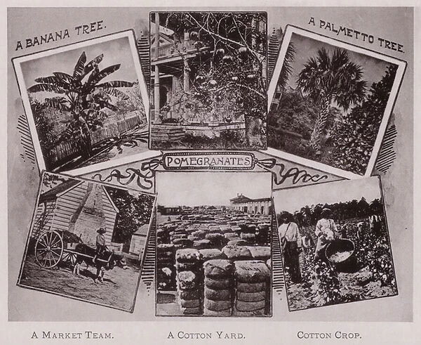 A Banana Tree; Pomegranates; A Palmetto Tree; A Market Team; A Cotton Yard; Cotton Crop (b  /  w photo)